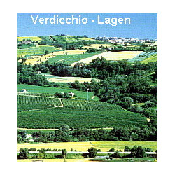 Marche - Verdicchio Classico  - Coste Molino 2019er