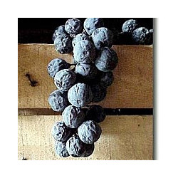 Amarone Riserva Classico -  Caterina Zardini 2012er