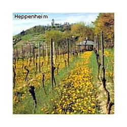 Bergstrasse - Lieblicher Riesling - WG Heppenheim 2024er