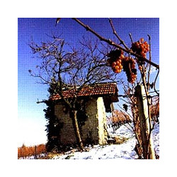 Bergstrasse - Lieblicher Riesling - WG Heppenheim 2024er