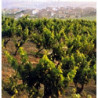 Rn-Rioja - Faustino -  Reserva 2016er