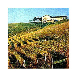 Piemont - GAVI - Monfiore 2024er