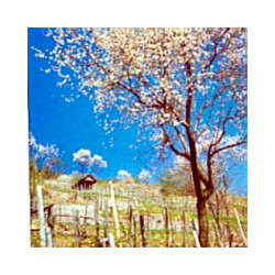 Bergstrasse - Lieblicher Riesling - WG Heppenheim 2024er