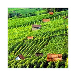 Bergstrasse - Riesling Trocken - WG Heppenheim 2024er