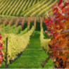 Rn-Burgund - Savigny les Beaune 2014er