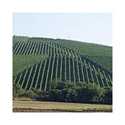 Franken - Ritter Zahony Silvaner Liter Trocken 2025er