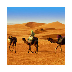 Tunesien - Boukha Gold - Feigen-Destillat -  Habib