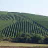 Franken - Ritter Zahony Silvaner Liter Trocken 2025er