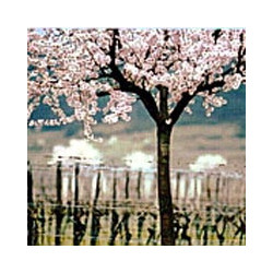 Bergstrasse - Riesling Trocken - WG Heppenheim 2024er