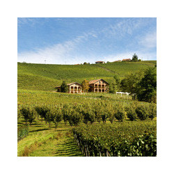 Piemont - GAVI - Monfiore 2024er