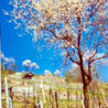Bergstrasse - Lieblicher Riesling - WG Heppenheim 2024er
