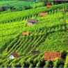 Bergstrasse - Riesling Trocken - WG Heppenheim 2024er