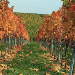 Nahe - Wallhäuser Pfarrgarten TR 2024er