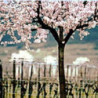Bergstrasse - Riesling Trocken - WG Heppenheim 2024er