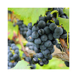 Elsass - Pinot Noir Rouge - Cuvée Tradition 2018er