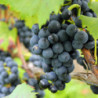 Elsass - Pinot Noir Rouge - Cuvée Tradition 2018er