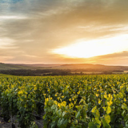 Elsass - ROSEE  Pinot-Noir Tradition 2020er