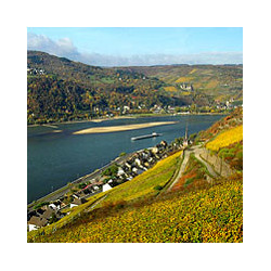Nahe - Kreuznacher - Scheurebe - Halbtrocken 2022er