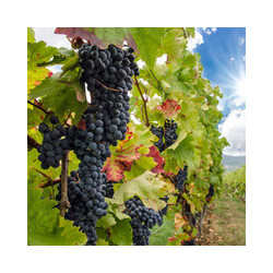 Toskana - Chianti - Paradiso Colli Senesi DOC 2020er