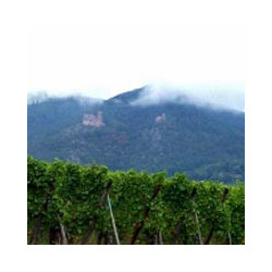 Elsass - Gewurztraminer - Tradition 2018er