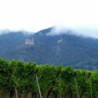 Elsass - Riesling Tradition - d-Alsace 0,75  l 2019er