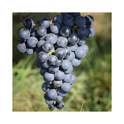 Baden - Riegeler Vulkanfelsen Rot trocken 2023er