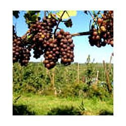 Baden - Munzinger Attilafelsen Weissherbst 2023er