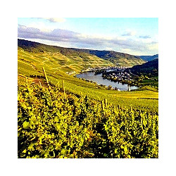 Mosel - Bernkastler Kurfürstlay Riesling Ltr 2024er
