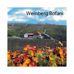 Rheingau - Riesling - Volratz 1573  - Trocken 2024er