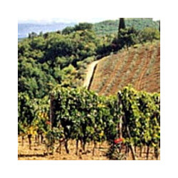 Rheingau - Riesling - Volratz 1573  - Trocken 2024er