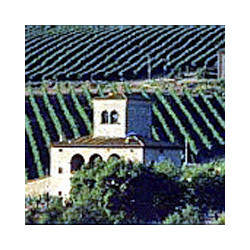 Arnaces -  Campo di Gelsi - Pinot-Grigio -Friuli 2024er