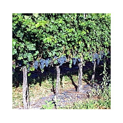 Toskana - Nobile de Montepulciano 2022er