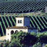 Arnaces -  Campo di Gelsi - Pinot-Grigio -Friuli 2024er