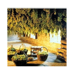 Veneto - Amarone della Valpolicella del Consorzio 2020er