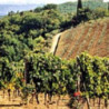 Rn-Piemont - Roero Arneis - Weingut Batasiolo 2022er