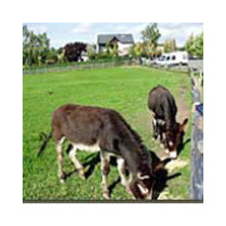 Franken - Abtswind Behringers - Sauguter 2021er