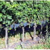 Rn-Toskana - Nobile de Montepulciano 2022er