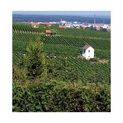 Franken - Grossostheimer - Bacchus - Halbtrocken 2025er