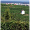 Franken - Grossostheimer - Bacchus - Halbtrocken 2025er