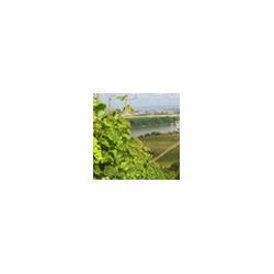 Rn-Pfalz - Spätburgunder Halbtrocken Edenkb 0,75 l 2023er