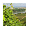 Rheinhessen - Dornfelder Trocken 0,75 2023er
