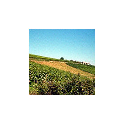 Franken - Silvaner Trocken - Grossostheimer 2025er