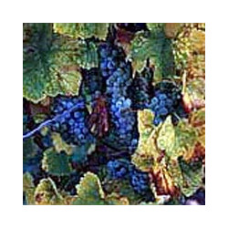 Rheinhessen - Dornfelder Trocken 0,75 2023er