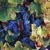 Rheinhessen - Dornfelder Trocken 0,75 2023er
