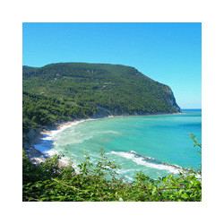 Marche - Verdicchio Classico  - Coste Molino 2019er