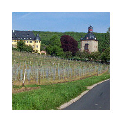 Rheingau - Riesling - Volratz 1573  - Trocken 2021er