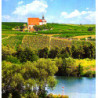 Franken -  Schwarzriesling aus Volkach 2022er