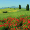 Rn-Toskana - Chianti - Badiolo 2018er