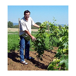 Franken - Großostheim - Müller-Thurgau - Liter Trocken 2025er