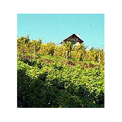 Franken - Großostheim - Müller-Thurgau - Liter Trocken 2025er